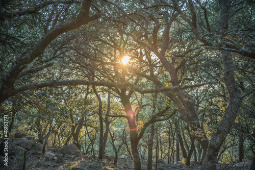 interior of a lush green forest with vegetation and moss around it with the sun passing through its branches