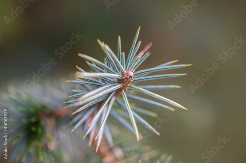 Beautiful little green spruce tree branch with buds against gray background.