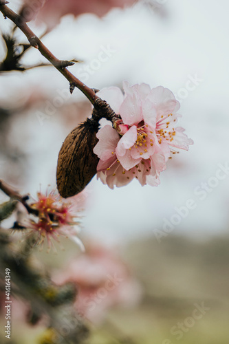Detail of an almond tree with its almond and the flower