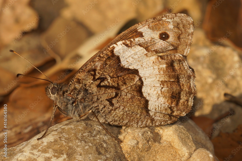 Closeup of the Great banded greyling butterfly, Brintesia circe , in Gard, France Closeup of the Great banded greyling butterfly, Brintesia circe , in Gard, France