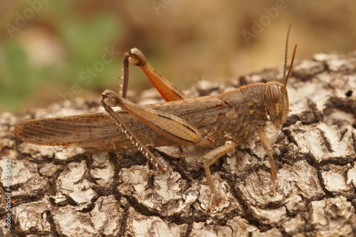 Closeup of an adult Egyptian grasshopper, Anacridium aegyptium on wood © Henk