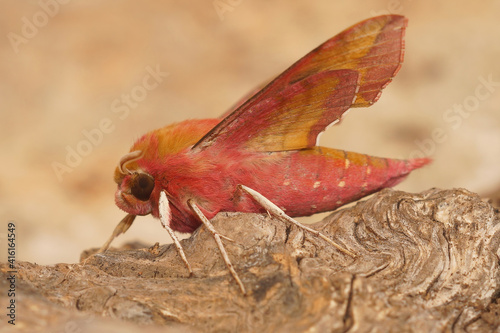 Closeup of the colorful pink Small Elephant Hawk-moth , Deilephila porcellus , in the Gard France photo