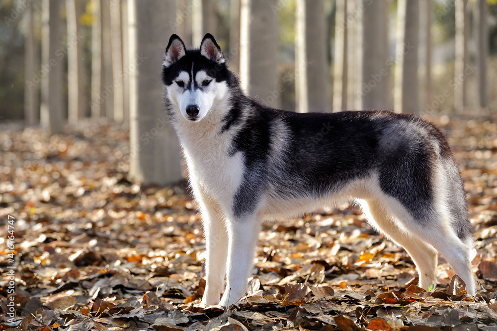 Male Adult siberian husky purebred dog standing profile freedom with black and white coat in a forest on dry leaf blanket Male Adult siberian husky purebred dog standing profile freedom with black and white coat in a forest on dry leaf blanket