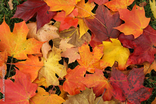 The fall season is best captured in the vibrant fall colors of the fallen leaves including orange  yellow and red.