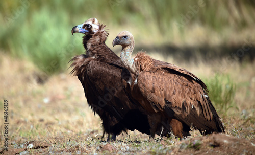 un majestuoso buitre negro en un parque nacional en españa photo