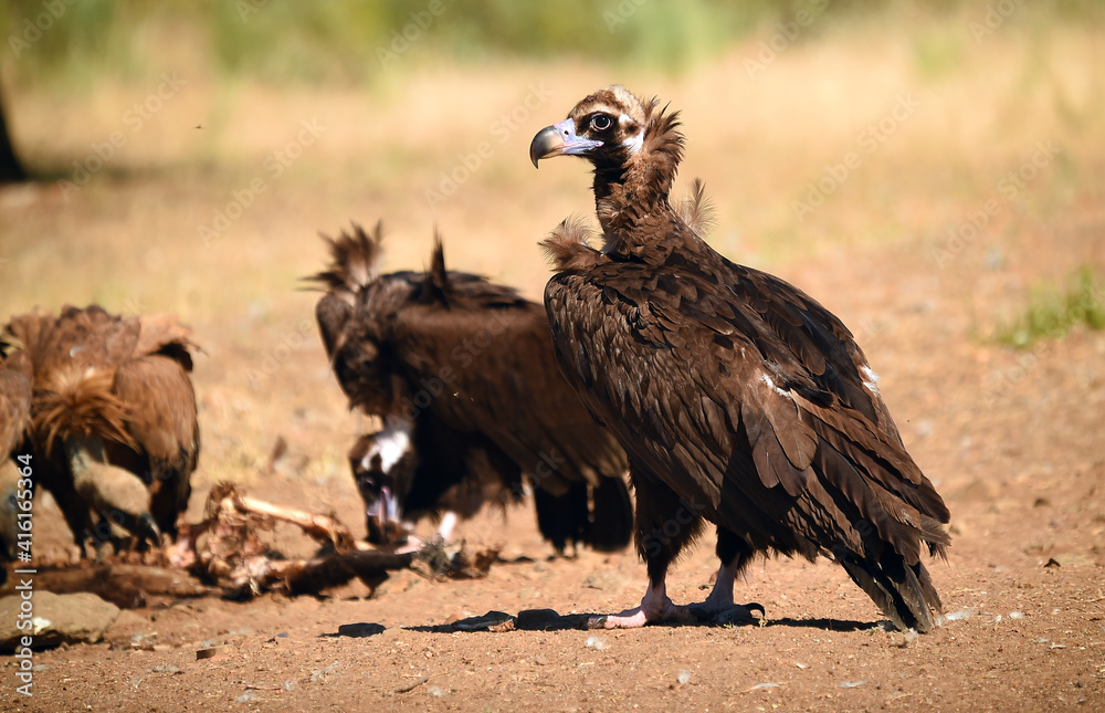 un majestuoso buitre negro en un parque nacional en españa un majestuoso buitre negro en un parque nacional en españa