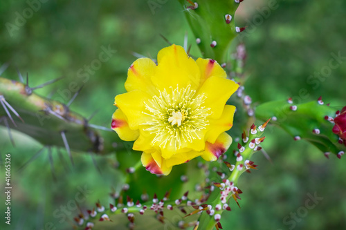 Yellow cactus flower in the garden. Top view of a cactus flower.