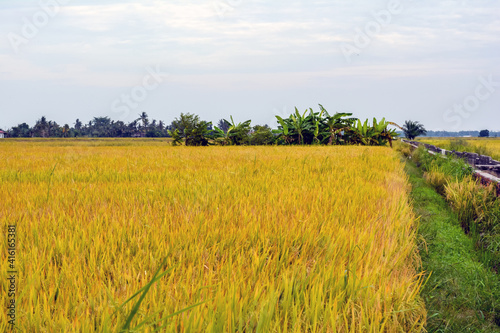 Landscape of paddy field which is ready for harvesting