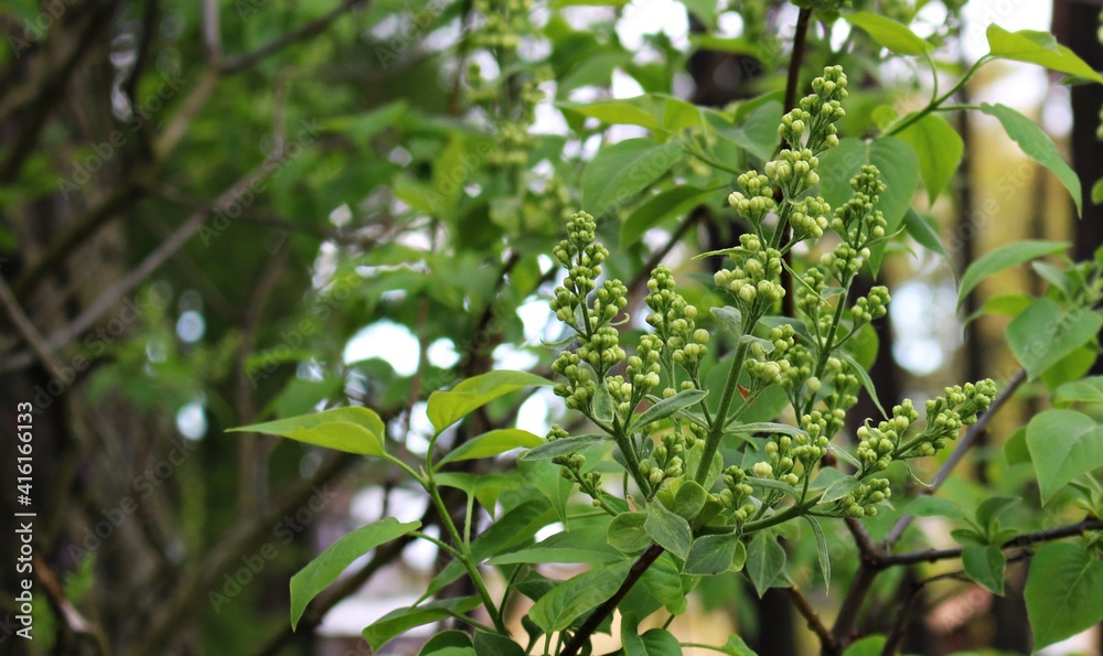 Fototapeta premium The first young shoots of flowers on lilac bushes on warm spring days