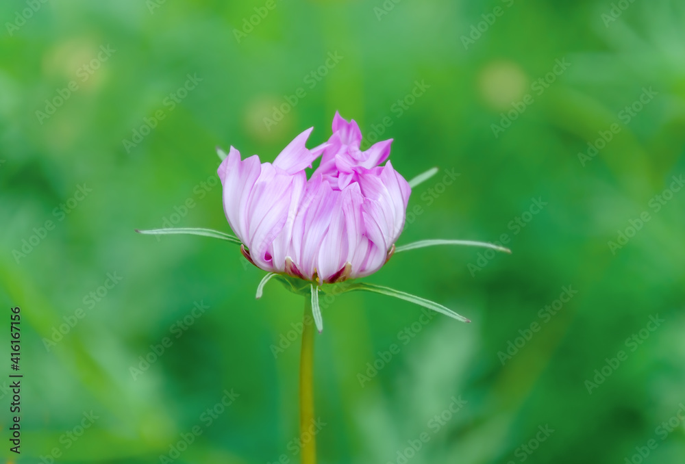 pink flower bud on green background