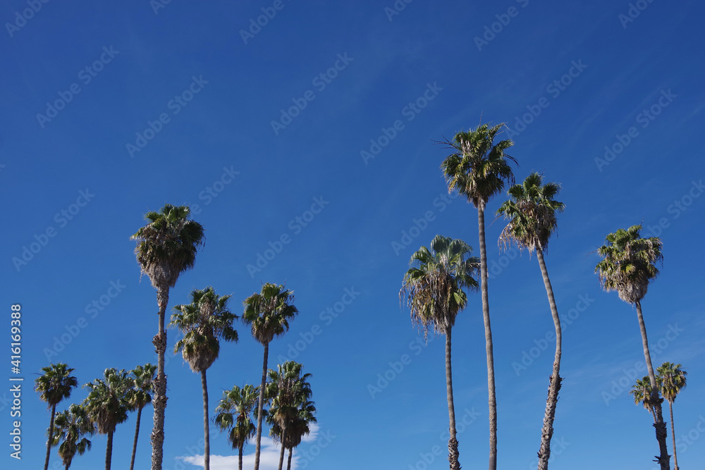 Low angle view of a group of very tall California fan palms under the blue winter sky in Santa Barbara