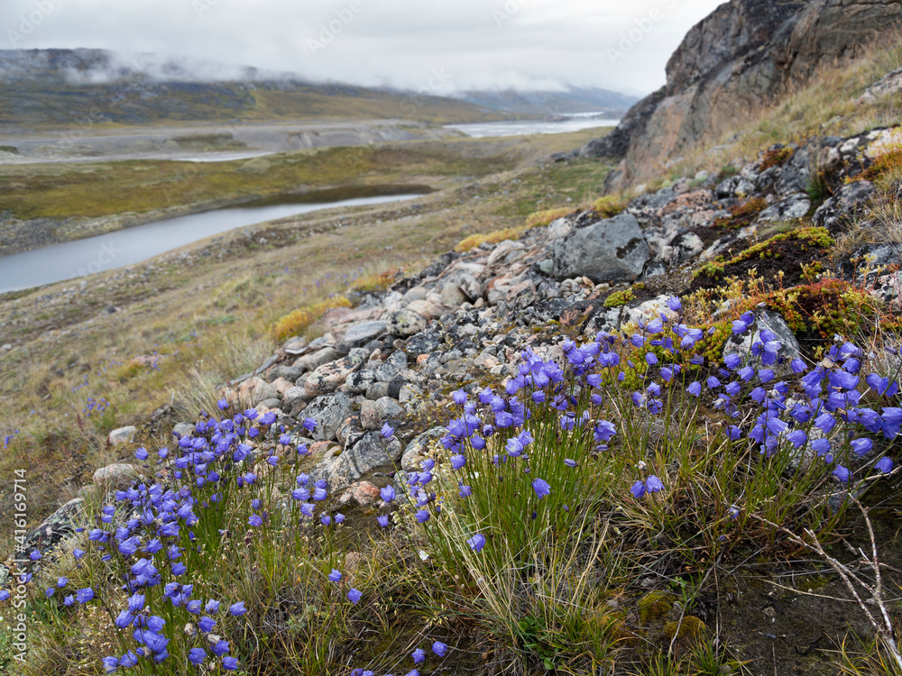 Φωτογραφία Harebell or Bluebell, background is tundra with braided river and delta near Eqip Glacier in Greenland, Danish Territory