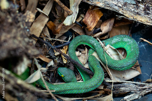 Beautiful large eyed viper sleeping. Close-up Large-eyed Green Pit Viper (Trimeresurus macrops) the endemic species of Southeast Asia and Thailand. photo