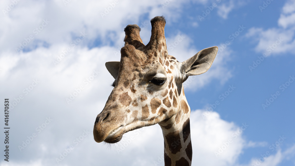 Naklejka premium Giraffe closeup with sky background