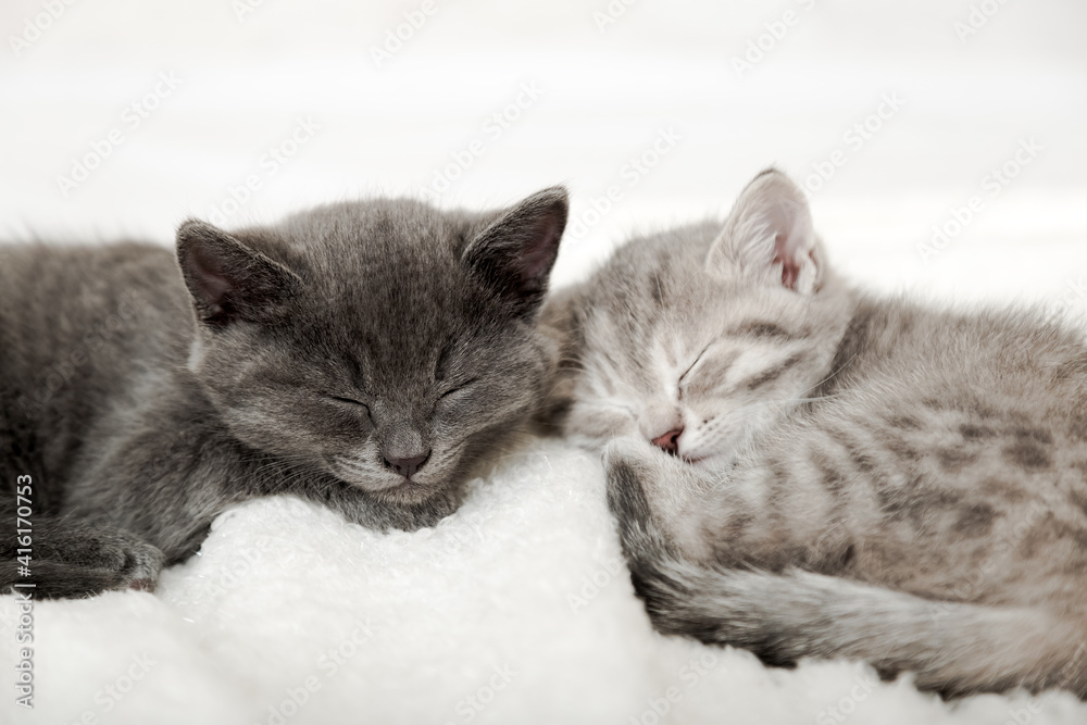 Couple happy kittens sleep relax together. Kitten family in love. Adorable kitty noses for Valentine Day pet love. Cozy home animal sleeping comfortably have sweet dreams.