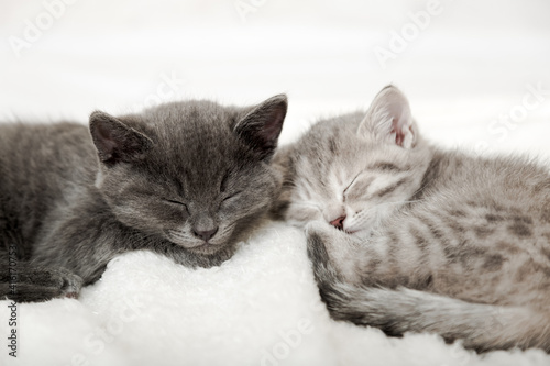 Couple happy kittens sleep relax together. Kitten family in love. Adorable kitty noses for Valentine Day pet love. Cozy home animal sleeping comfortably have sweet dreams.