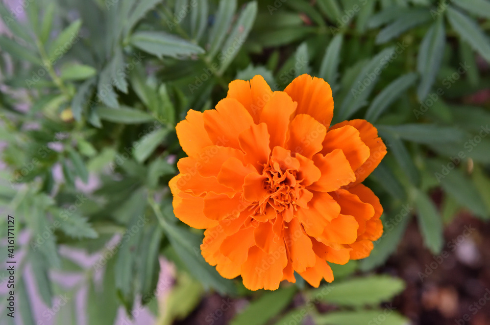 An orange marigold photographed in Tokyo, Japan. An orange marigold photographed in Tokyo, Japan.