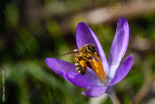 A honey bee collects pollen from a purple crocus in a meadow in Bavaria in springtime