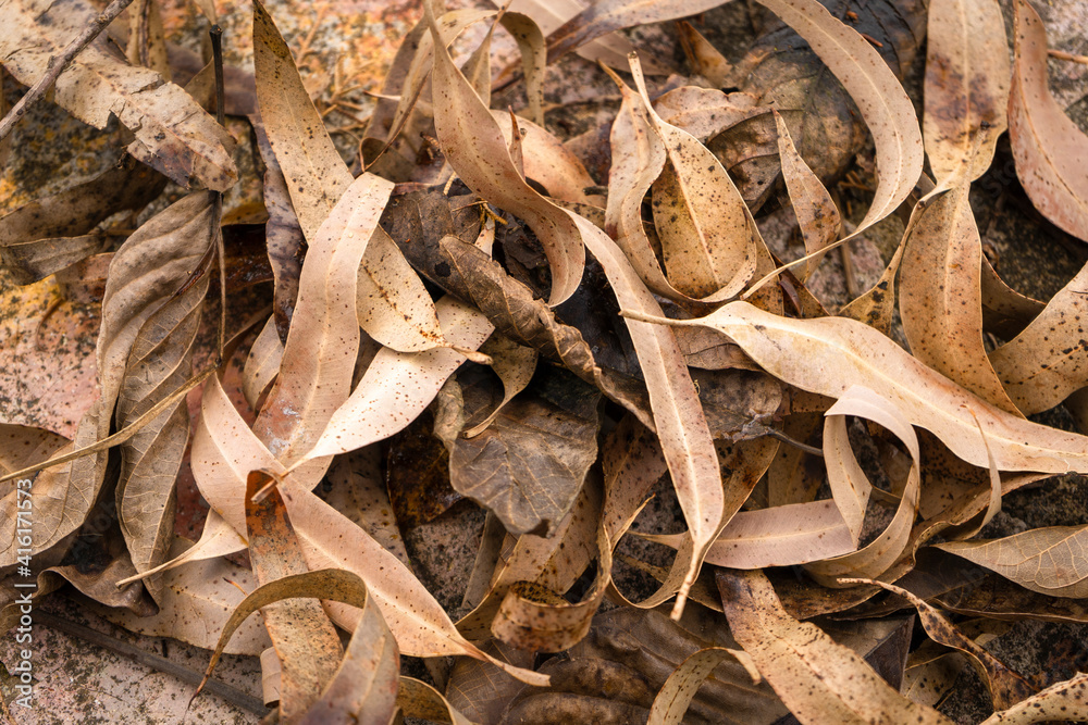 Dry yellow leaves of autumn outdoors Dry yellow leaves of autumn outdoors