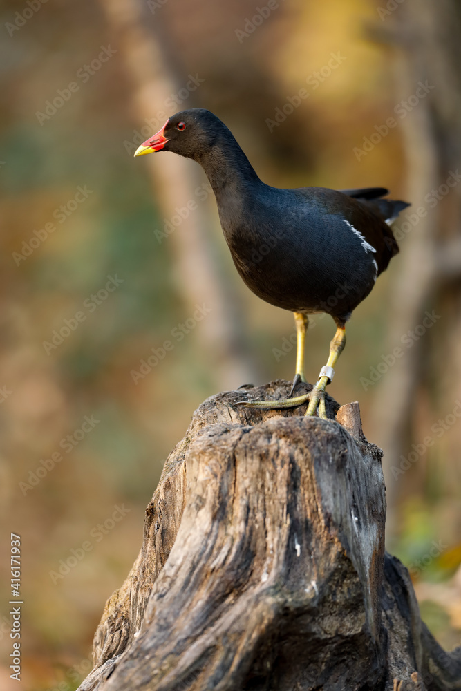 Obraz premium blackbird