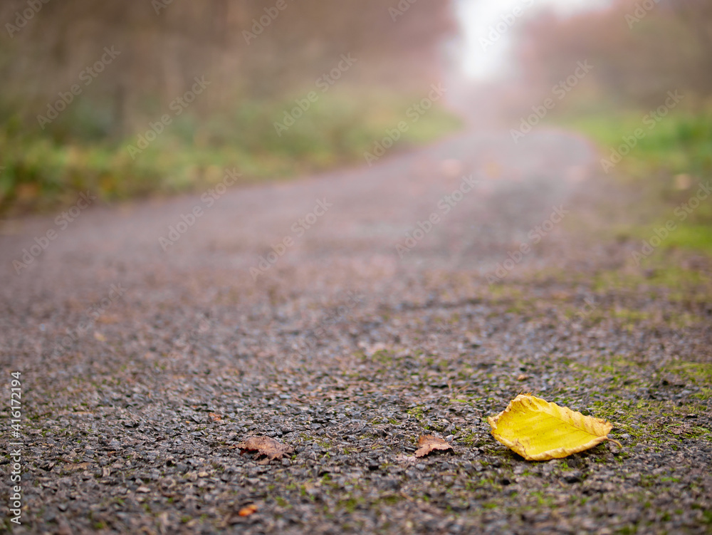 One yellow fallen leaf on a path way in a park in focus. Mist and haze over walkway in the background. Mystical and surreal atmosphere One yellow fallen leaf on a path way in a park in focus. Mist and haze over walkway in the background. Mystical and surreal atmosphere