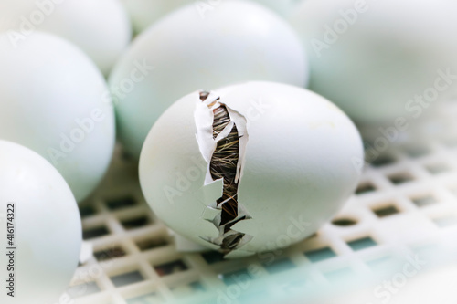 White chicken eggs in an artificial hatchery. In a little while, a little yellow chick will come into the world.