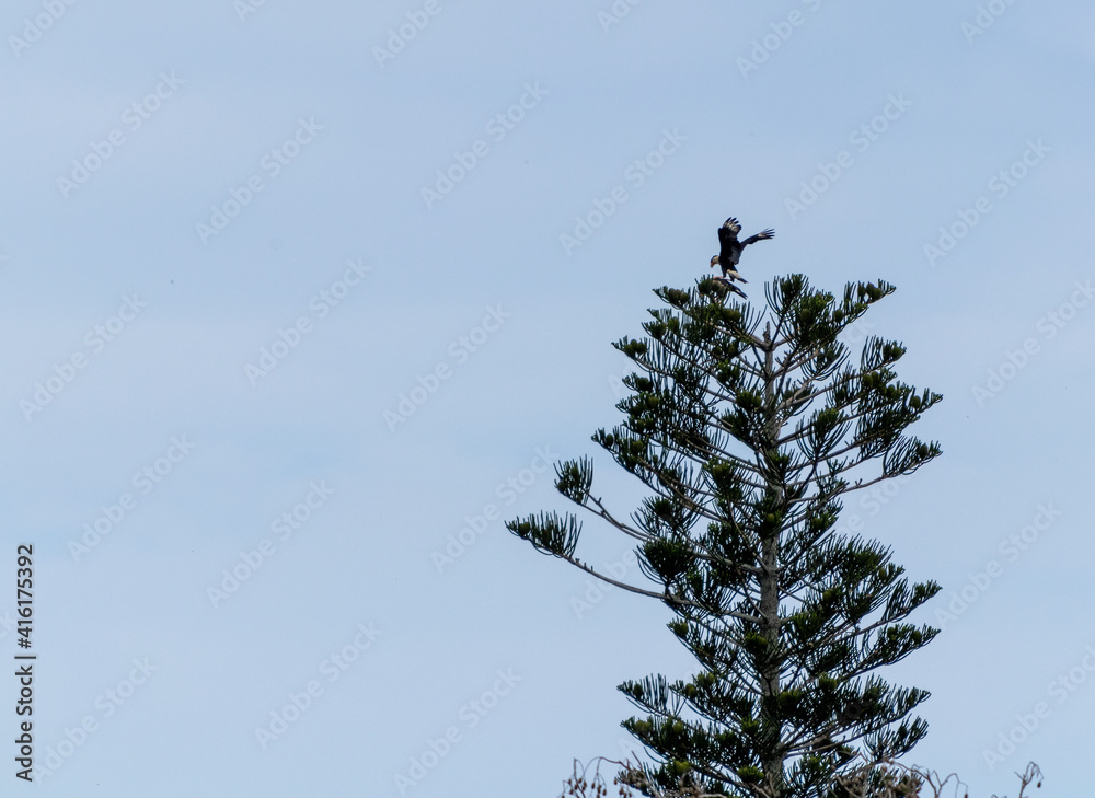 Primer plano de pareja de Caracara quebrantahuesos en reproducción en un árbol. Primer plano de pareja de Caracara quebrantahuesos en reproducción en un árbol.