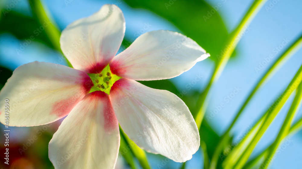 Beautiful flower of Burma Creeper, Chinese honeysuckle