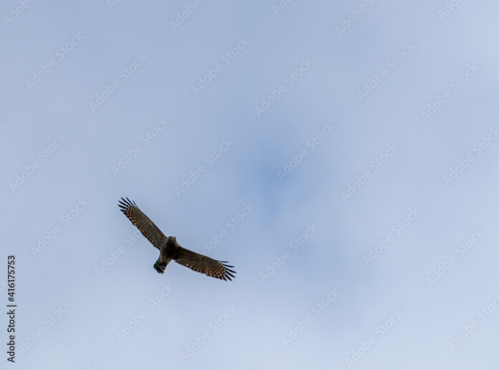Tiro de ángulo bajo de un águila volando en el cielo Tiro de ángulo bajo de un águila volando en el cielo