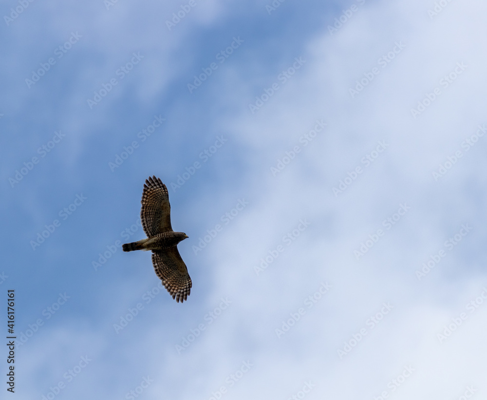 Tiro de ángulo bajo de un águila volando en el cielo