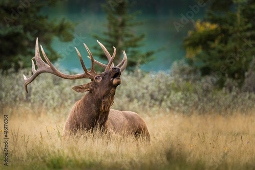 Fototapeta Naklejka Na Ścianę i Meble -  Bull Elk (Cervus canadensis) (Wapiti) with big antlers, laying and resting on the grass while calling cow elks during the rut season in fall in the Canadian Rockies