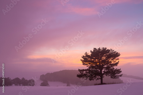 Pine trees in the foothills of Velka Fatra mountains in Slovakia. photo