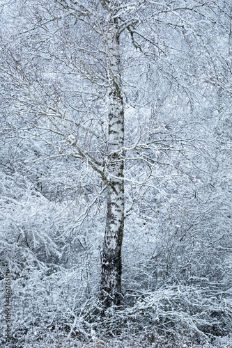 Winter silver birch forest in the foothills of Velka Fatra mountains. photo