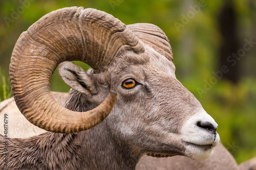 Foto Closeup portrait of a male bighorn sheep (Ram) (Ovis canadensis) during summer i