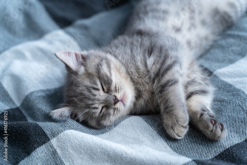 Beautiful little gray tabby cat sleeps sweetly on plaid blanket on bed at home. Kitten of Scottish Straight breed lies on back with paw stretched out funny and sees dreams. Animal child fell asleep © Elizaveta