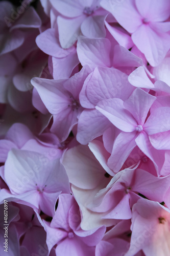 Pink hydrangea blossom © Danita Delimont