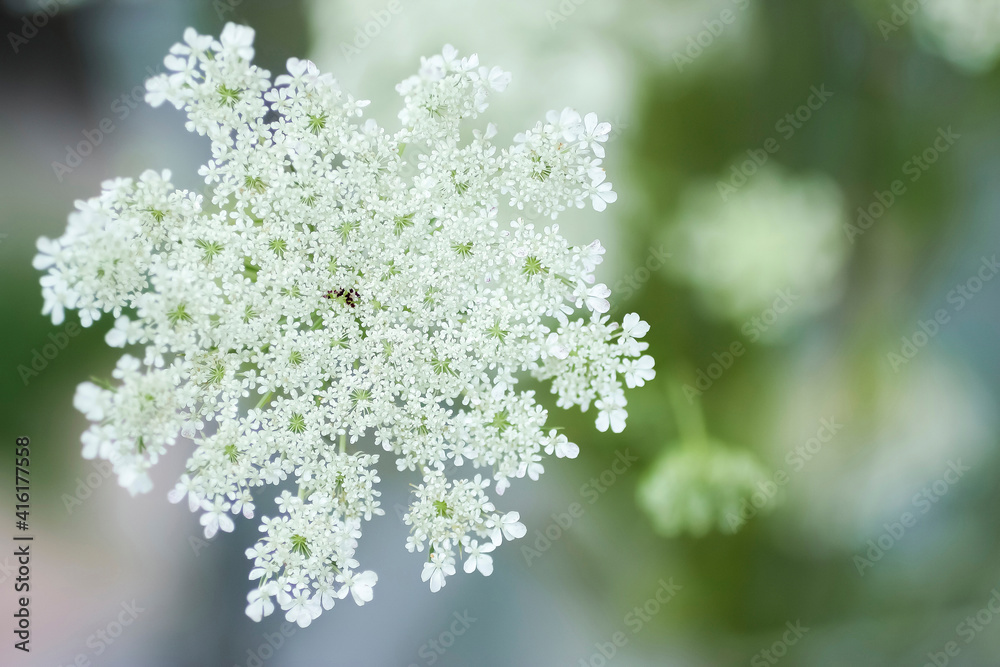 Queen Anne's lace flower Queen Anne's lace flower