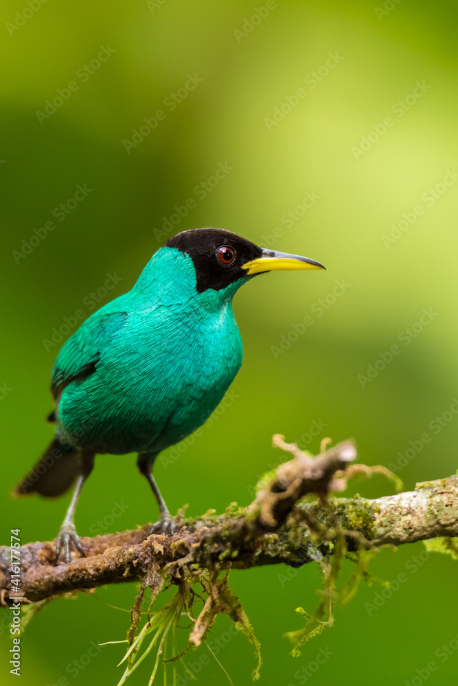 Obraz premium Closeup portrait of a male Green Honeycreeper (Chlorophanes Spiza), perched showing its profile and amazing turquoise plumage in the rainforest