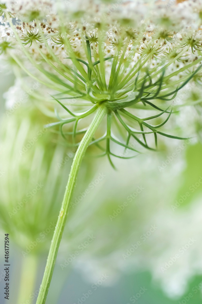 Queen Anne's lace flower