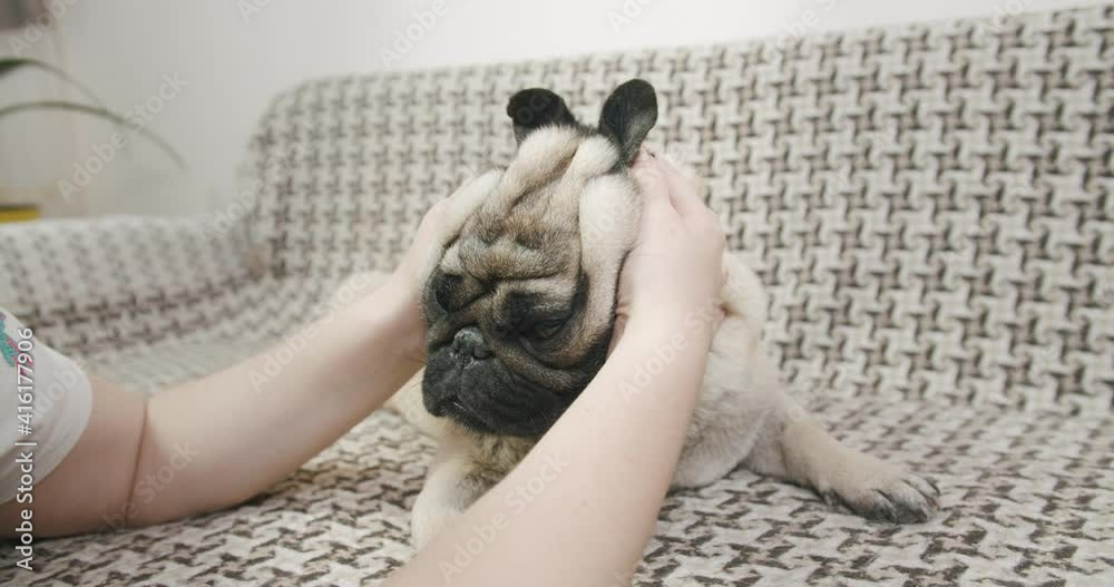 Owner playing with its funny cute pug dog, making ears like rabbit. Funny dog concept Owner playing with its funny cute pug dog, making ears like rabbit. Funny dog concept