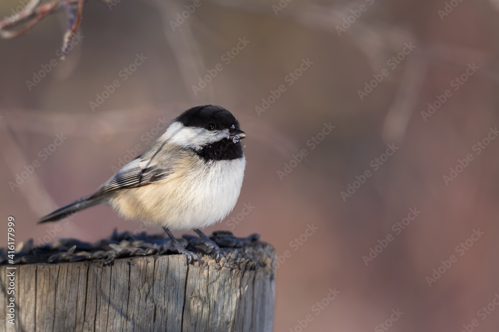コウテイ 生写真 Photography Poster Black-capped Chickadee (Poecile atricapillus
