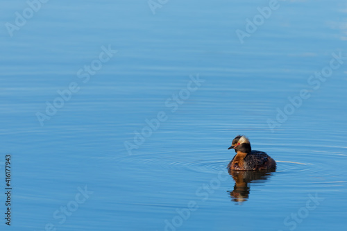Horned Grebe (Podiceps Auritus) with breeding plumage reflected on the water during spring in Canada © Max