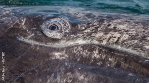 Fototapeta Naklejka Na Ścianę i Meble -  Eye closeup of innocent juvenile gray whale calf (Eschrichtius robustus), curiously inspecting above the ocean in the west coast of Mexico
