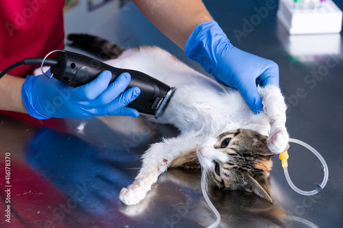 Slika na platnu Veterinarian shaving the operating area of ​​a cat, prior to surgery