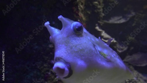 Close-up underwater footage of a tropical cowfish with view of the face and mouth. photo