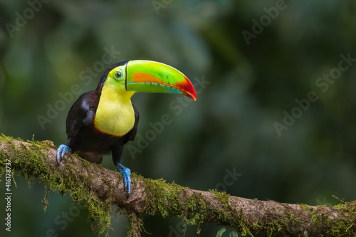 Keel-billed Toucan (Ramphastos Sulfuratus) with striking multicolored bill and contrast colors, green, orange, red, yellow, black and blue in the Caribbean lowlands rainforest, Costa Rica © Max