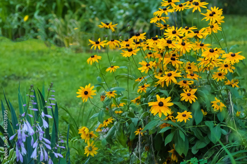 Black-eyed Susan