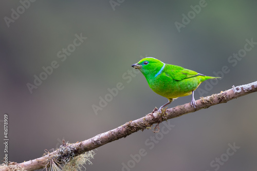 Female Golden-browed Chlorophonia (Chlorophonia callophrys), perched, intense green feathers with a blue line on its nape, Costa Rica