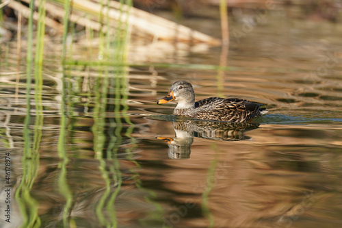 Mallard