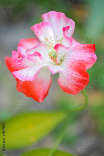 Poppy flower